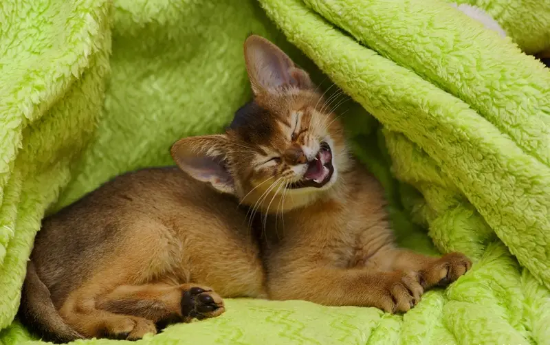 Photo of an Abyssinian cat