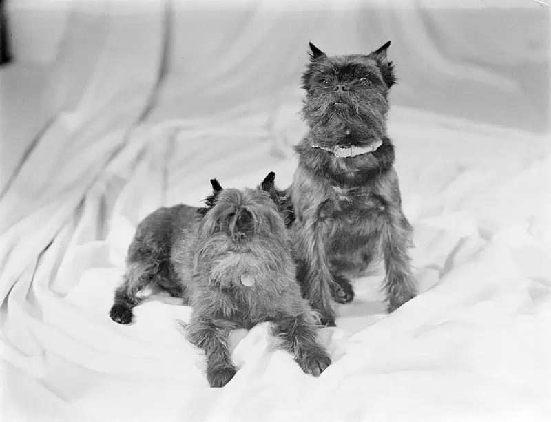 Photo of an Affenpinscher