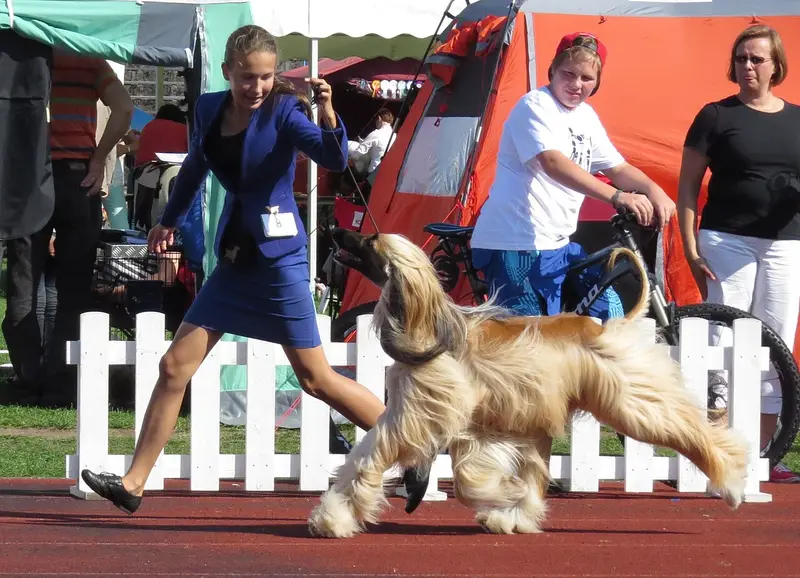 Photo of an Afghan Hound