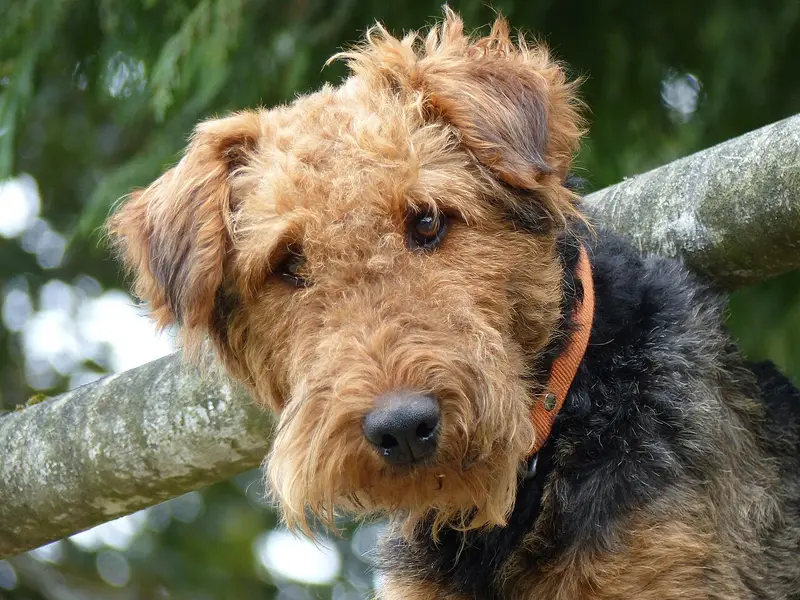 Photo of an Airedale Terrier