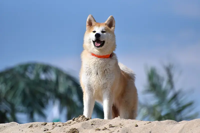 Akita with a tan and white coat standing on a sandy ridge against a blue sky