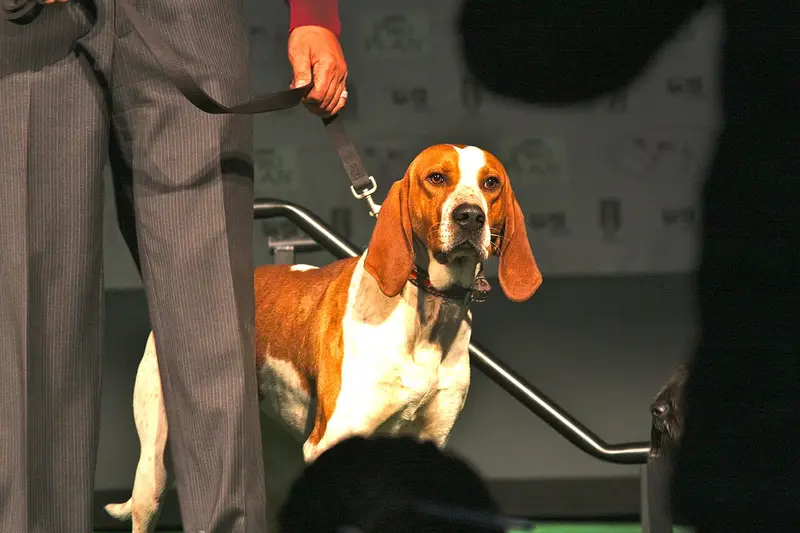 Photo of an American English Coonhound