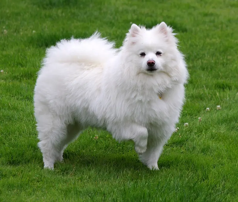 Photo of an American Eskimo Dog
