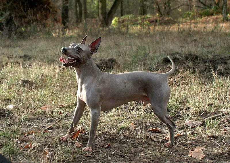Photo of an American Hairless Terrier