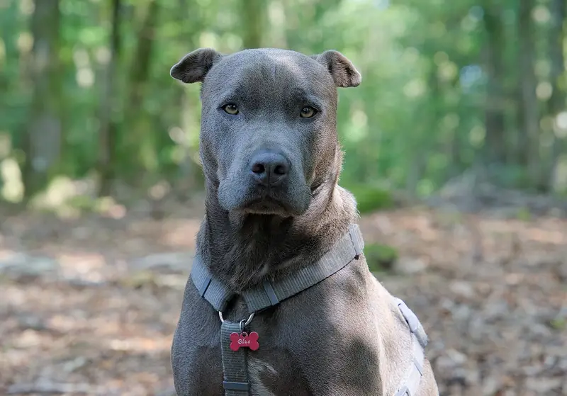 Photo of an American Staffordshire Terrier
