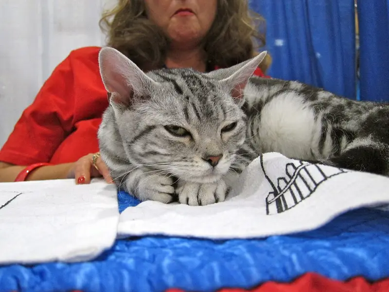 Photo of an American Wirehair cat