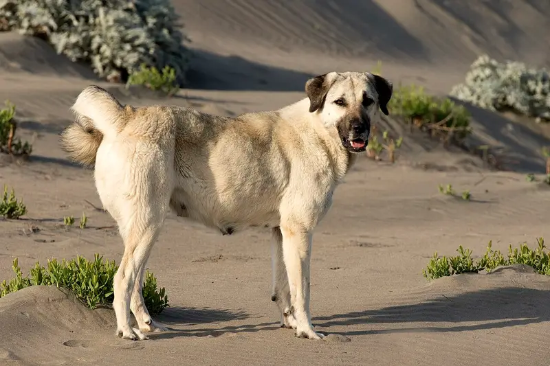 Photo of an Anatolian Shepherd Dog