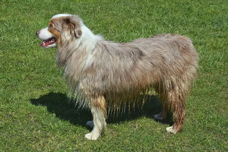 Photo of an Australian Shepherd