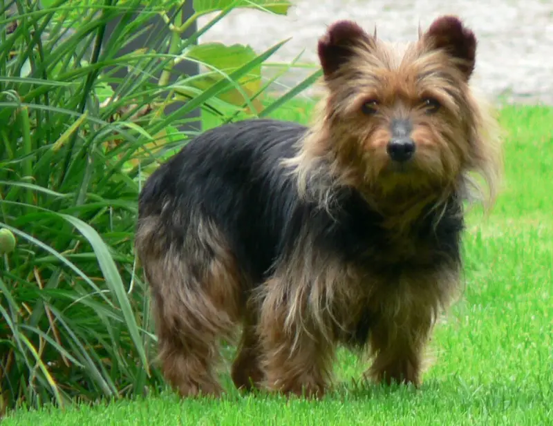 Photo of an Australian Terrier