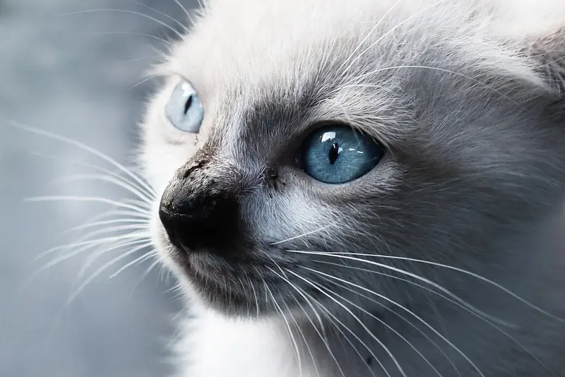 Photo of a Balinese cat