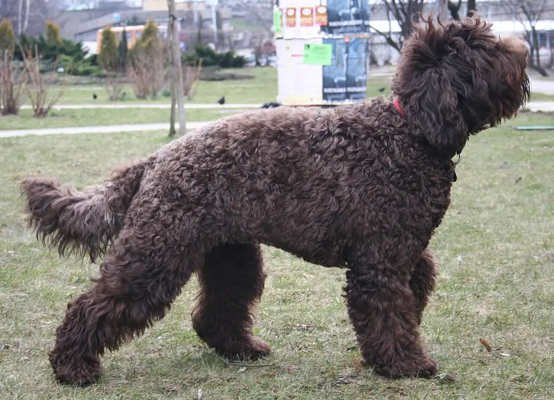 Photo of a Barbet