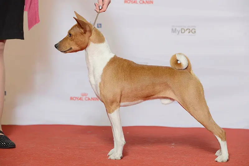Photo of a Basenji