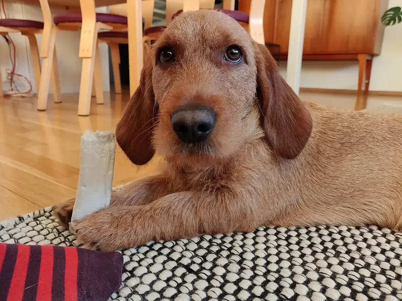 Photo of a Basset Fauve de Bretagne