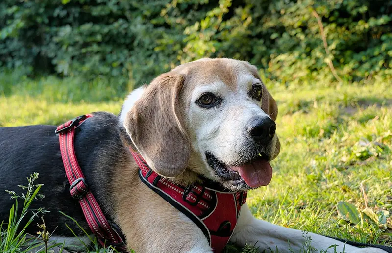 Photo of a Beagle