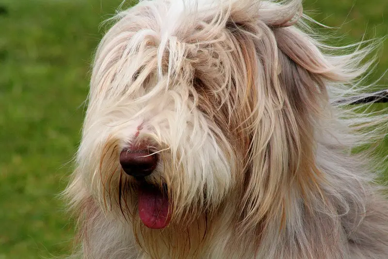 Photo of a Bearded Collie