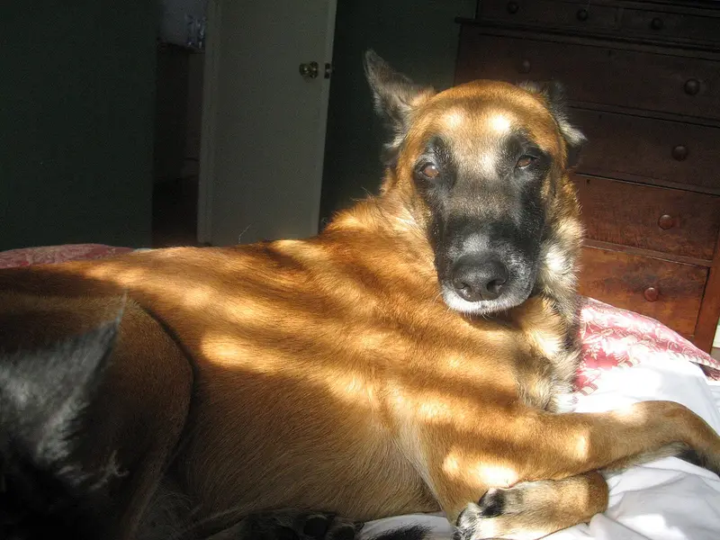Photo of a Belgian Malinois