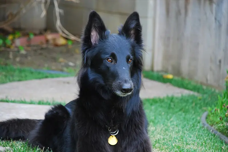 Photo of a Belgian Sheepdog