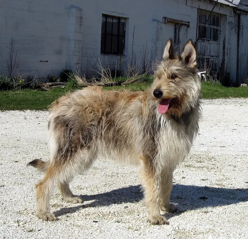 Photo of a Berger Picard
