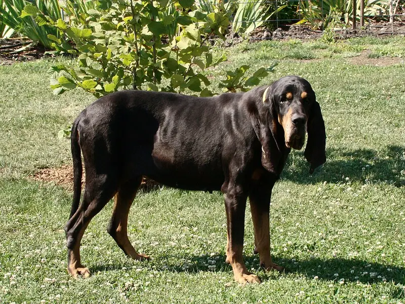 Photo of a Black and Tan Coonhound
