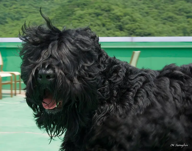 Photo of a Black Russian Terrier