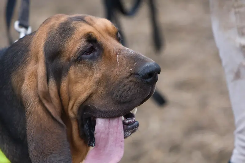 Photo of a Bloodhound