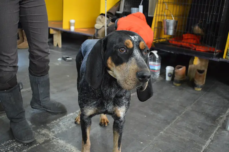 Photo of a Bluetick Coonhound
