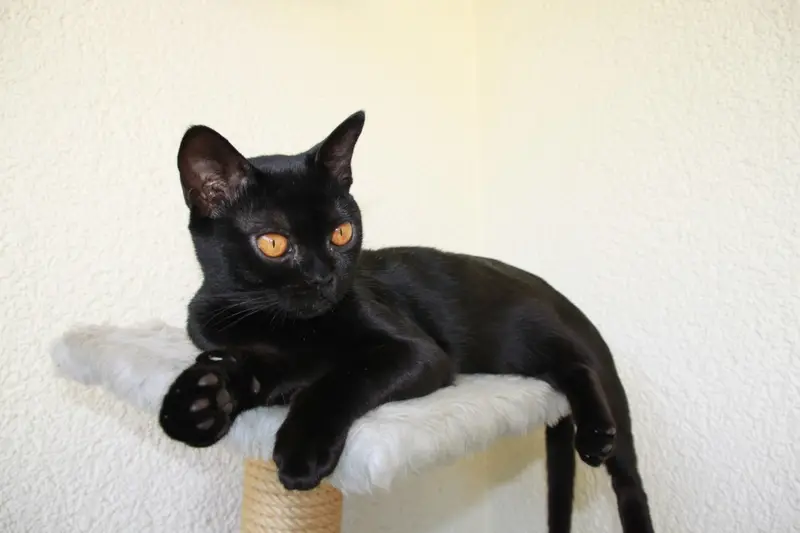 Photo of a Bombay cat