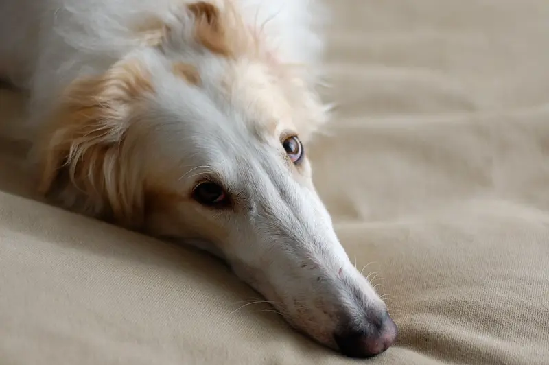 Photo of a Borzoi