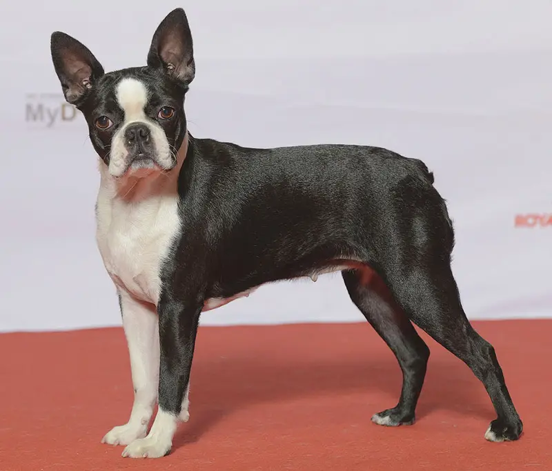 Photo of a Boston Terrier