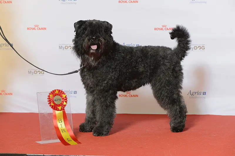 Photo of a Bouvier des Flandres