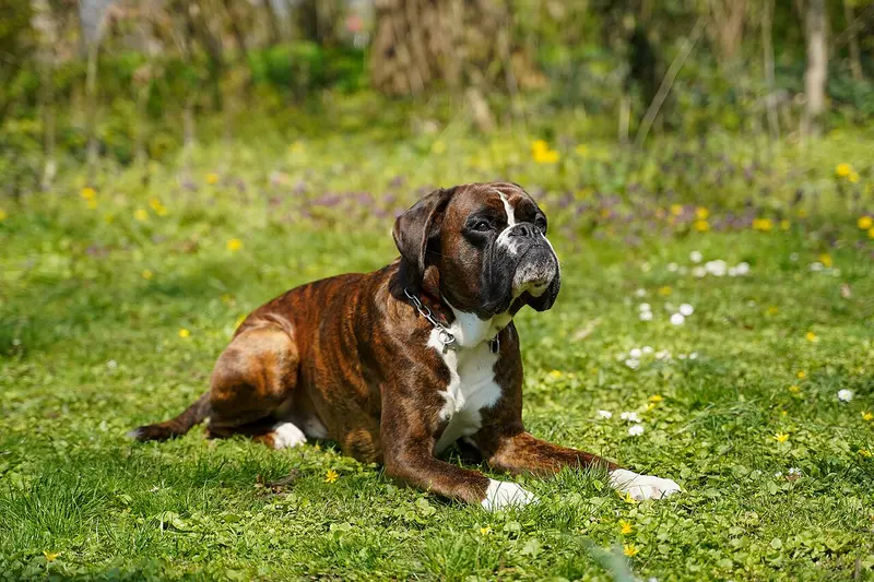 Photo of a Boxer
