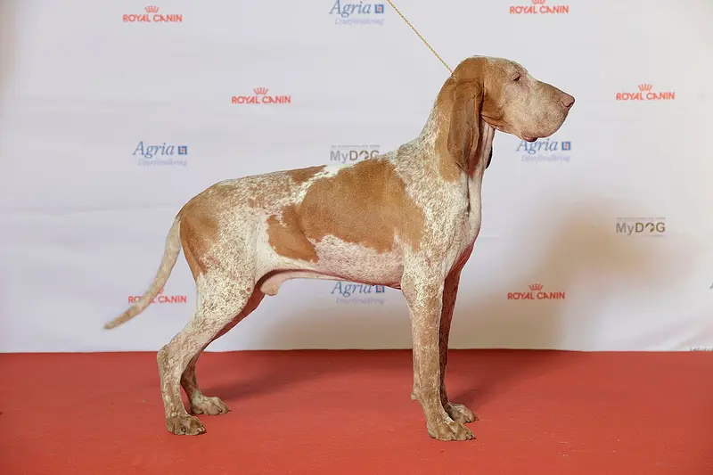 Photo of a Bracco Italiano