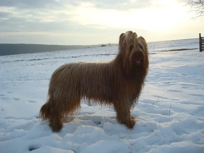 Photo of a Briard