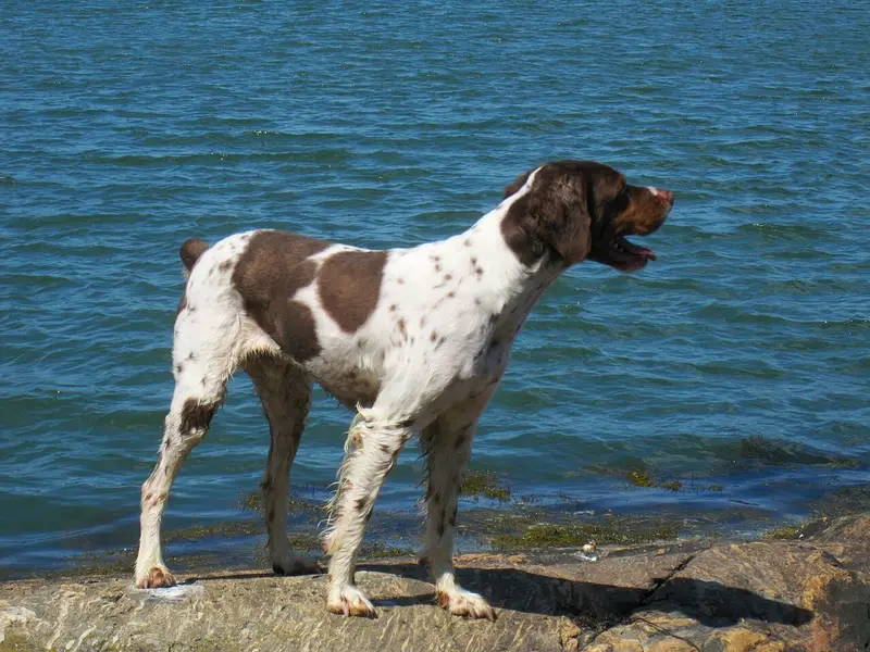 Photo of a Brittany