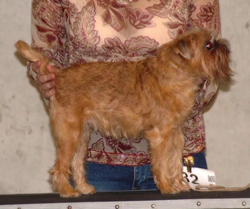 Photo of a Brussels Griffon