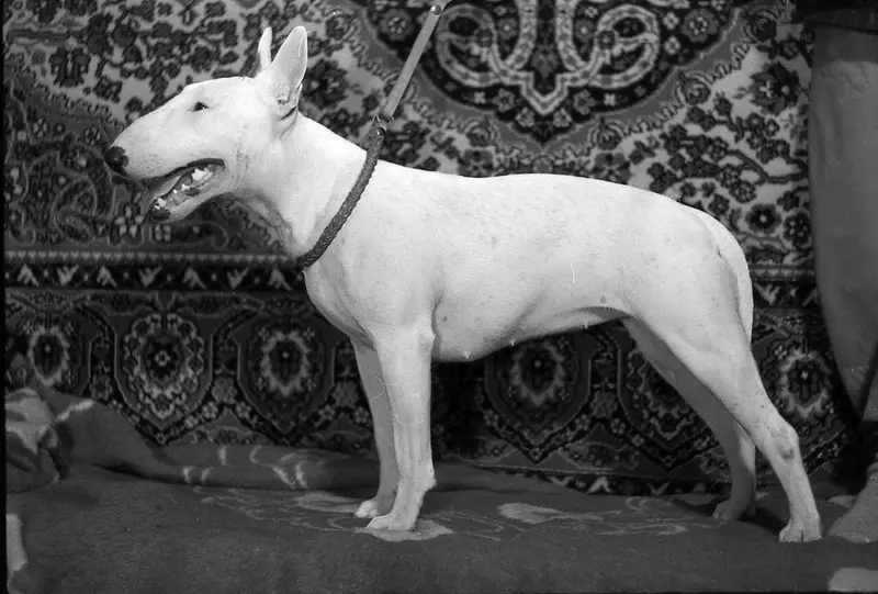 Photo of a Bull Terrier