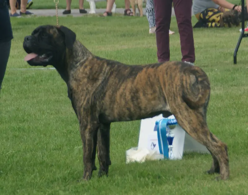Brindle Bullmastiff standing on grass at a dog show
