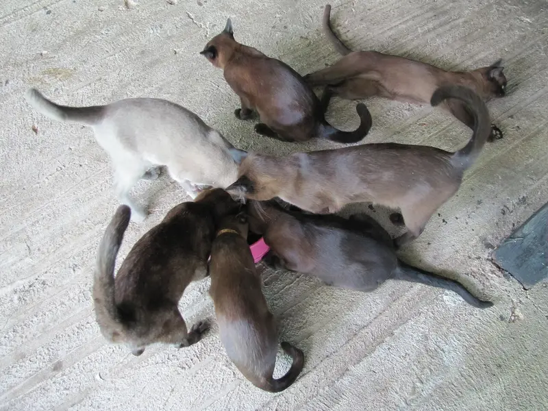 Photo of a Burmese cat
