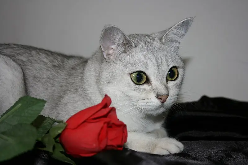 Photo of a Burmilla cat