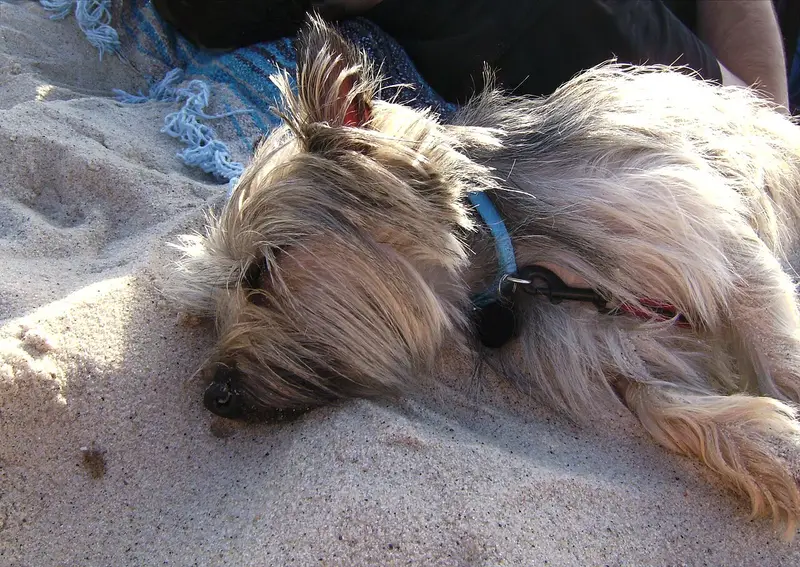 Photo of a Cairn Terrier