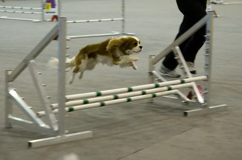 Photo of a Cavalier King Charles Spaniel