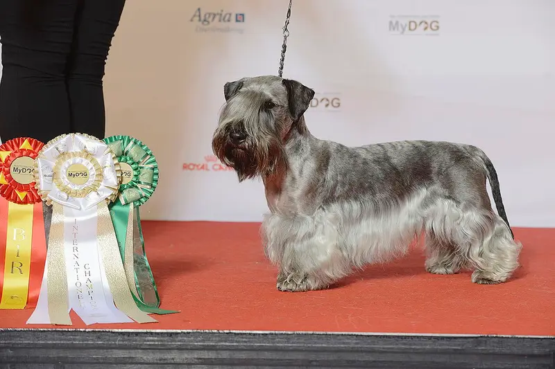 Photo of a Cesky Terrier