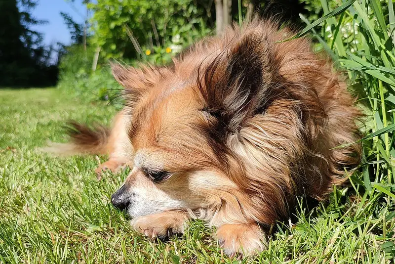 Photo of a Chihuahua
