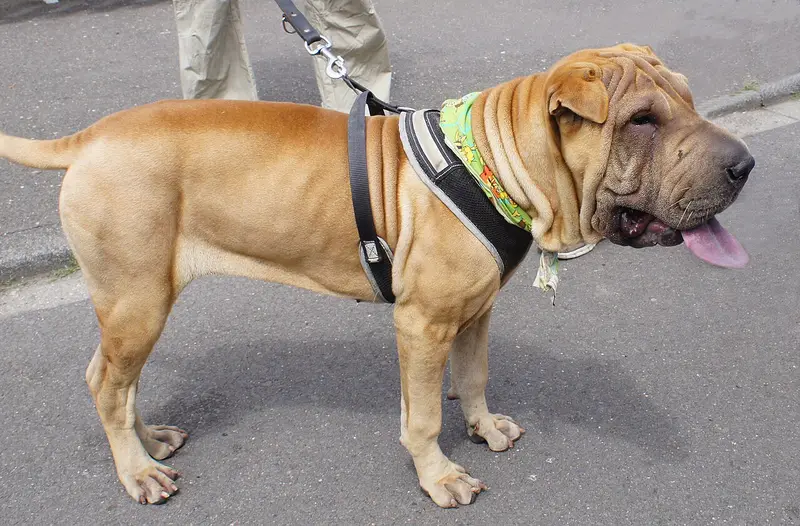 Photo of a Chinese Shar-Pei
