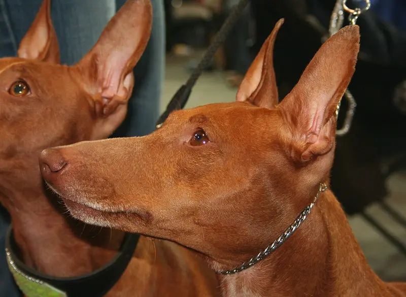 Photo of a Cirneco dell'Etna