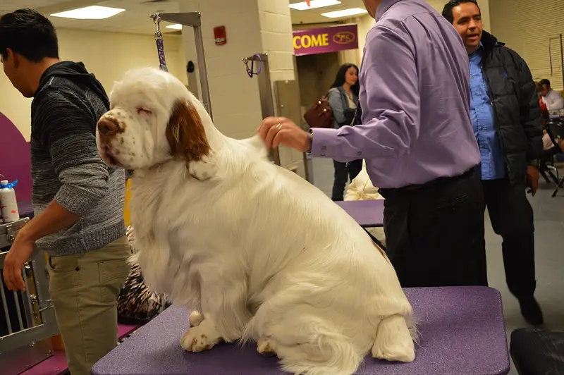 Photo of a Clumber Spaniel