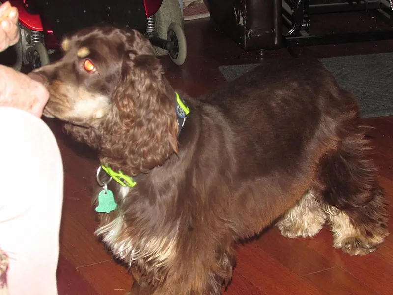 Photo of a Cocker Spaniel