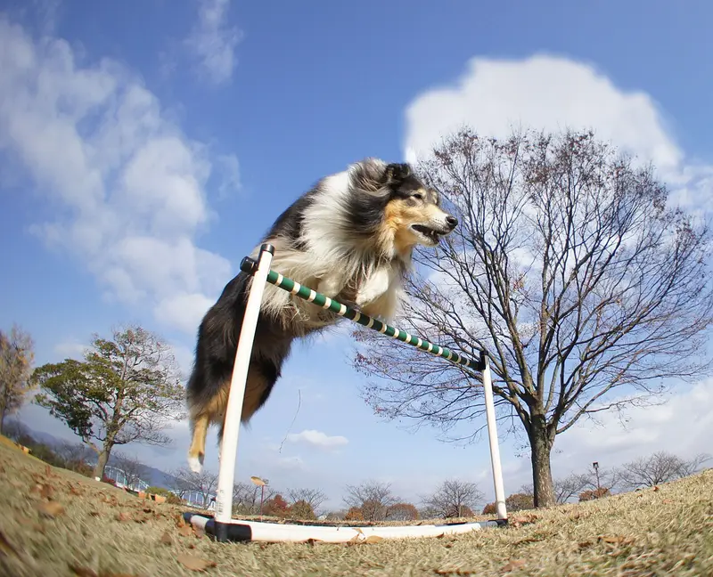 Photo of a Collie