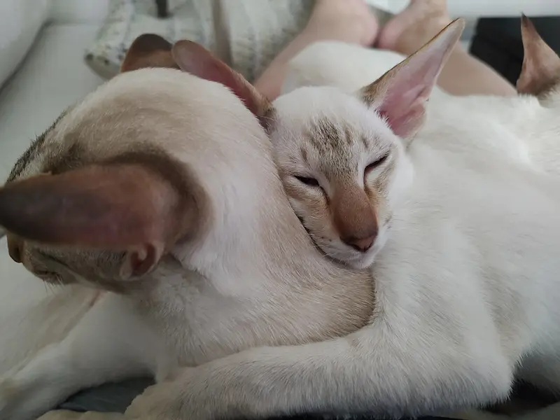Photo of a Colorpoint Shorthair cat