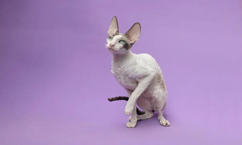 Photo of a Cornish Rex cat
